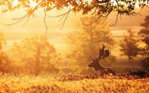 Deer, morning, trees, sun rays wallpaper thumb