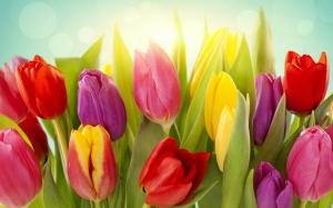 Different colors of tulip flowers wallpaper thumb