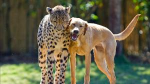 Cheetah And Great Dane Dog Free Widescreen s wallpaper thumb