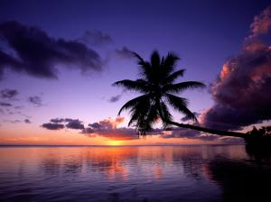 Sunset Palm Tree Tree Tropical Ocean Clouds HD wallpaper thumb