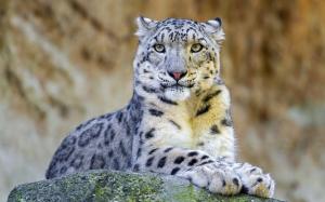 Snow leopard, predator, rock wallpaper thumb