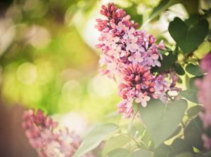 Pink flowers, lilac, spring, glare wallpaper thumb