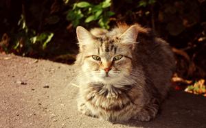 Cute cat, autumn, sunshine wallpaper thumb