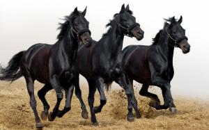 Three Black Horses wallpaper thumb