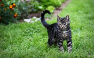Tabby cat, green grass wallpaper thumb