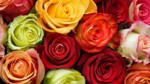 Flowers roses background wallpaper thumb