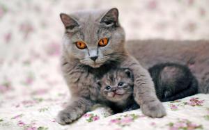 Gray cat mother with kitten wallpaper thumb