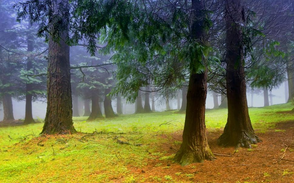 Morning In The Woods wallpaper,foggy HD wallpaper,landscapes HD wallpaper,nice HD wallpaper,carpet HD wallpaper,background HD wallpaper,white HD wallpaper,grove HD wallpaper,blue HD wallpaper,widescreen HD wallpaper,photo HD wallpaper,clouds HD wallpaper,1920x1200 wallpaper
