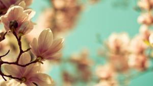 Flowers Macro Cherry Blossom HD wallpaper thumb