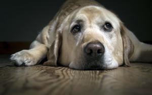 dog, labrador, look, sadness wallpaper thumb