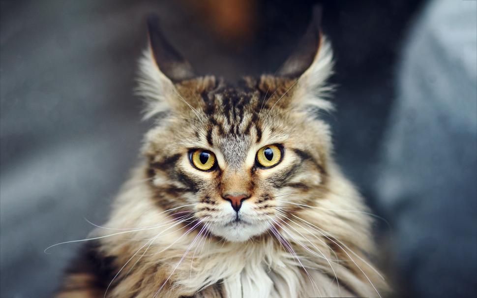 Maine Coon Cat wallpaper,maine coon HD wallpaper,close up HD wallpaper,beautiful HD wallpaper,jinx HD wallpaper,2880x1800 wallpaper