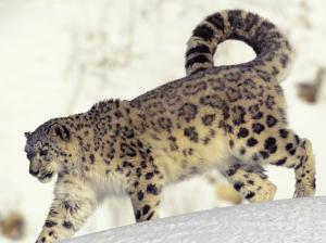 Snow leopard wallpaper thumb