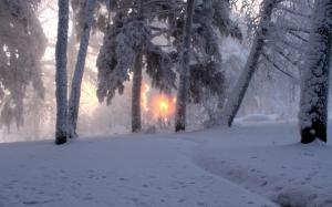 Sunrise in the snowy forest wallpaper thumb