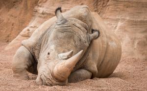 Rhino Rhinoceros HD wallpaper thumb
