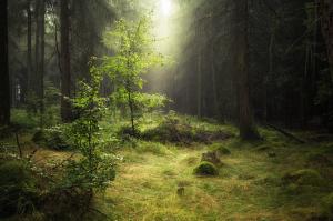 Morning forest nature wallpaper thumb