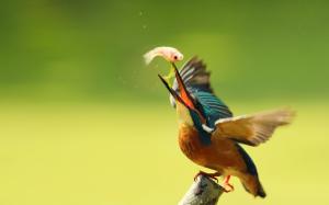 Kingfisher eating fish, wings, blur wallpaper thumb