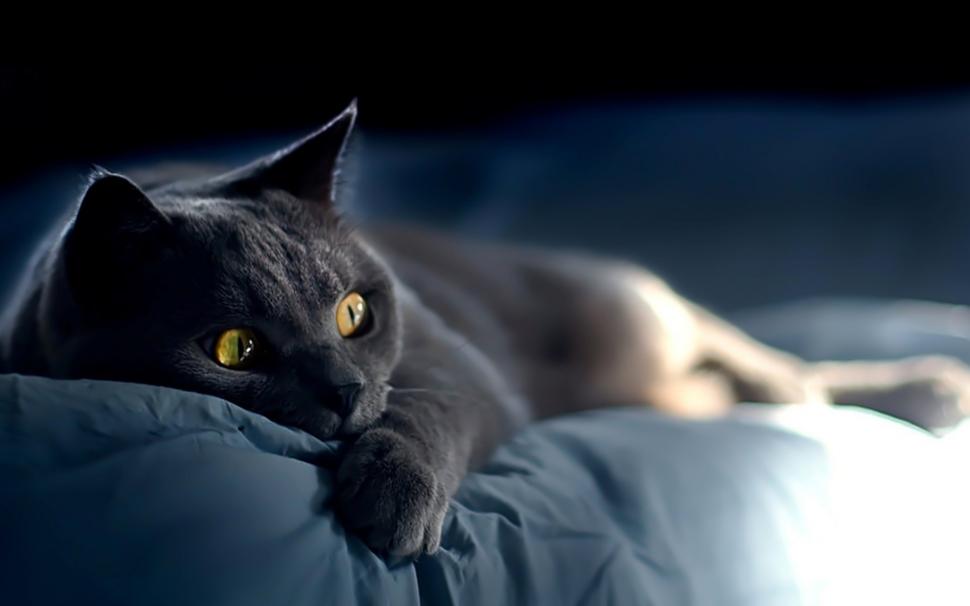 Russian Blue Cat Laying Down on Bed wallpaper,russian blue cat HD wallpaper,sleepy HD wallpaper,adorable HD wallpaper,amazing HD wallpaper,1920x1200 wallpaper