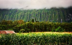 Corn Landscape Clouds HD wallpaper thumb