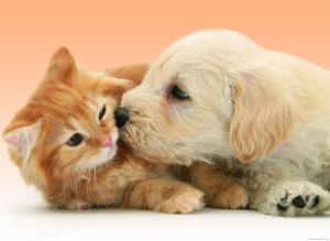 Puppy Dog kissing cat wallpaper thumb