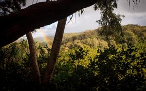 Rainbow Forest Trees Jungle HD wallpaper thumb