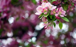 Spring, apple flowers, branch, bokeh wallpaper thumb