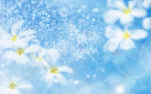 Flowers, White, Blue Background, Fresh, Lovely wallpaper thumb