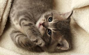 Cutest Kitten wallpaper thumb