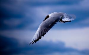 Birds, seagull, flying, blue sky wallpaper thumb