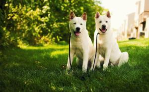 Gorgeous puppies wallpaper thumb