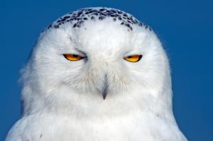 owl, snowy owl, bird, predator, eyes wallpaper thumb