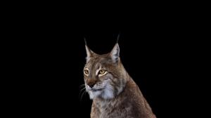 Photography, Mammals, Cat, Lynxes wallpaper thumb