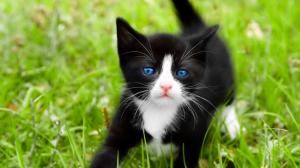Black Kitten Playing in the Grass wallpaper thumb