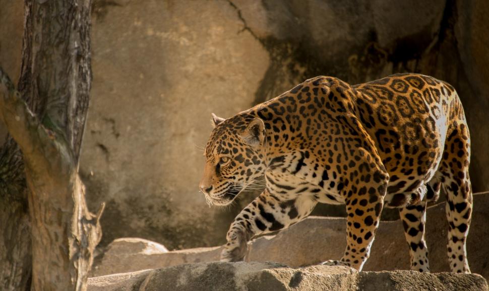 Jaguar Predator Animal Wallpaper Animals Wallpaper Better