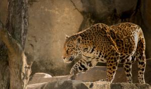 Jaguar predator animal wallpaper thumb