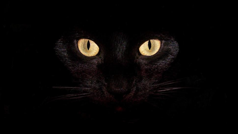 Black Cat  Amazing High Resolution Photos wallpaper,black wallpaper,cool wallpaper,dark wallpaper,laptop background wallpaper,1366x768 wallpaper