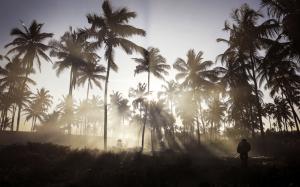 Soldier Trees Palm Trees Sunlight HD wallpaper thumb