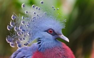Victoria Crowned Pigeon, blue feathers wallpaper thumb