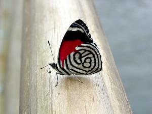 Red Butterflies 1080p wallpaper thumb