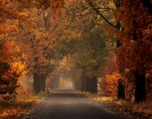 Women, Landscape, Nature, Fall, Leaves, Trees, Road wallpaper thumb