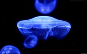 Blue Jellyfish wallpaper thumb