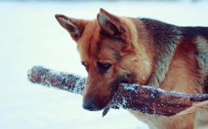 German Shepherd, snow, dog wallpaper thumb