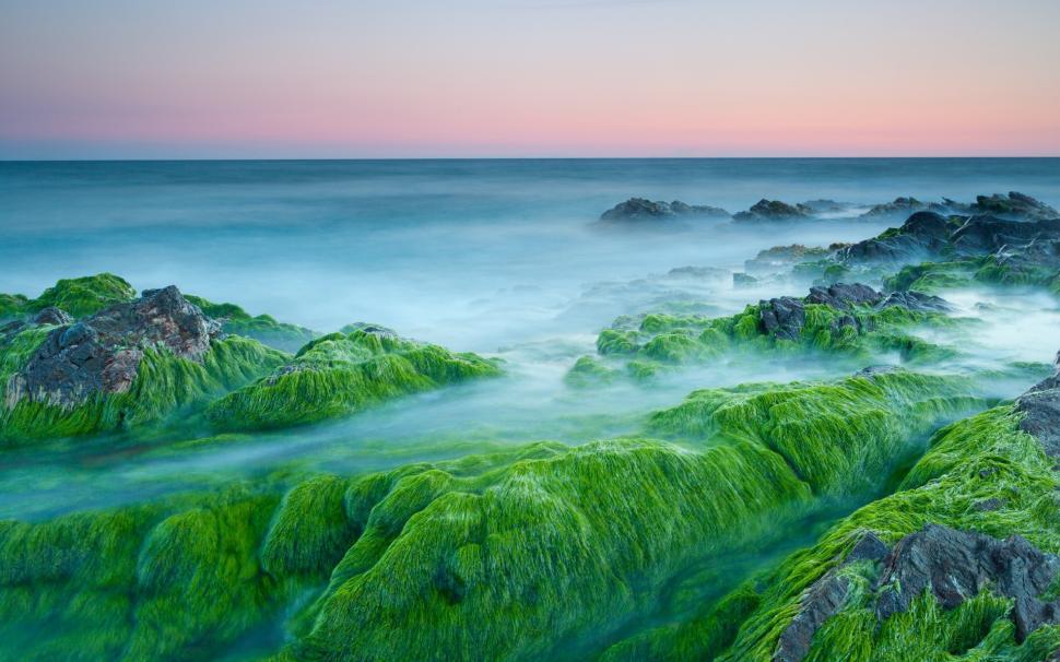 Green Algae On Rocks wallpaper,algae HD wallpaper,rocks HD wallpaper,2880x1800 wallpaper