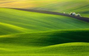 Spectacular Green Field wallpaper thumb