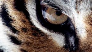 Tiger Eye wallpaper thumb