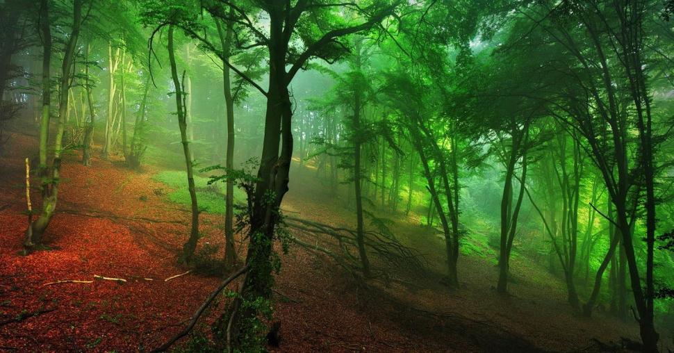 Forest, Green, Mist, Hill, Morning, Nature wallpaper,forest wallpaper,green wallpaper,mist wallpaper,hill wallpaper,morning wallpaper,1464x768 wallpaper