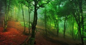 Forest, Green, Mist, Hill, Morning, Nature wallpaper thumb