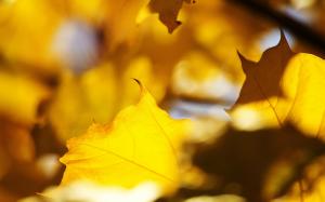 Close-up of yellow leaves in the autumn sun wallpaper thumb