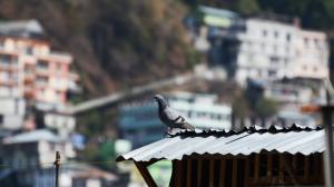 Pigeons, Bird, Animals, Rooftops, Depth Of Field, Bokeh wallpaper thumb