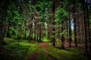 Forests Trees Trail Nature wallpaper thumb