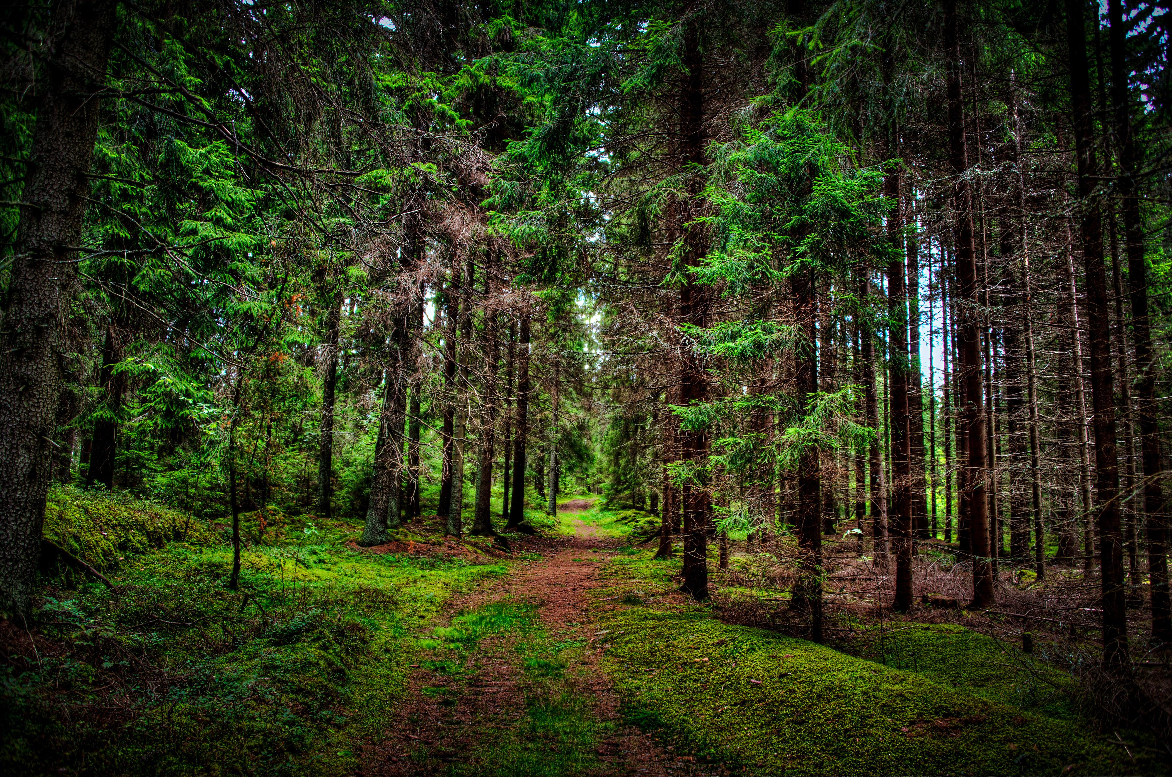 Download wallpaper for 1920x1080 resolution | Forests Trees Trail